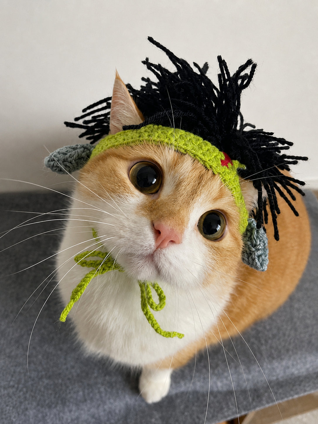 Funny Kitty