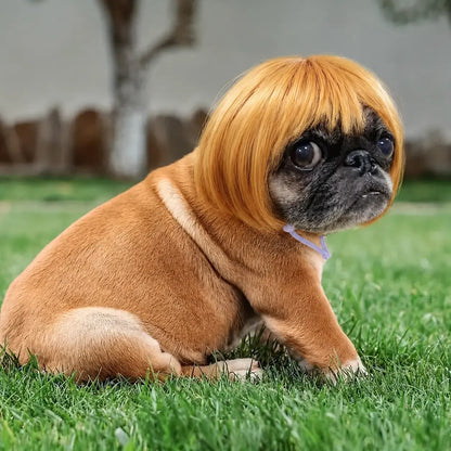 🎃HALLOWEEN SALE: SHORT HAIR WIG PET HEADBAND — FUNNY ACCESSORY FOR DOGS &amp; CATS!🎃