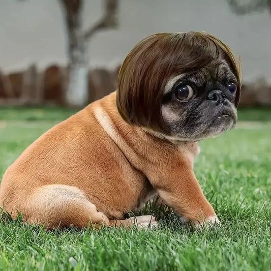 🎃HALLOWEEN SALE: SHORT HAIR WIG PET HEADBAND — FUNNY ACCESSORY FOR DOGS &amp; CATS!🎃