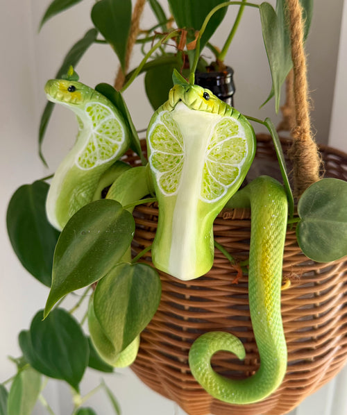 Mushroom Cobra  Potted Plant Hanger