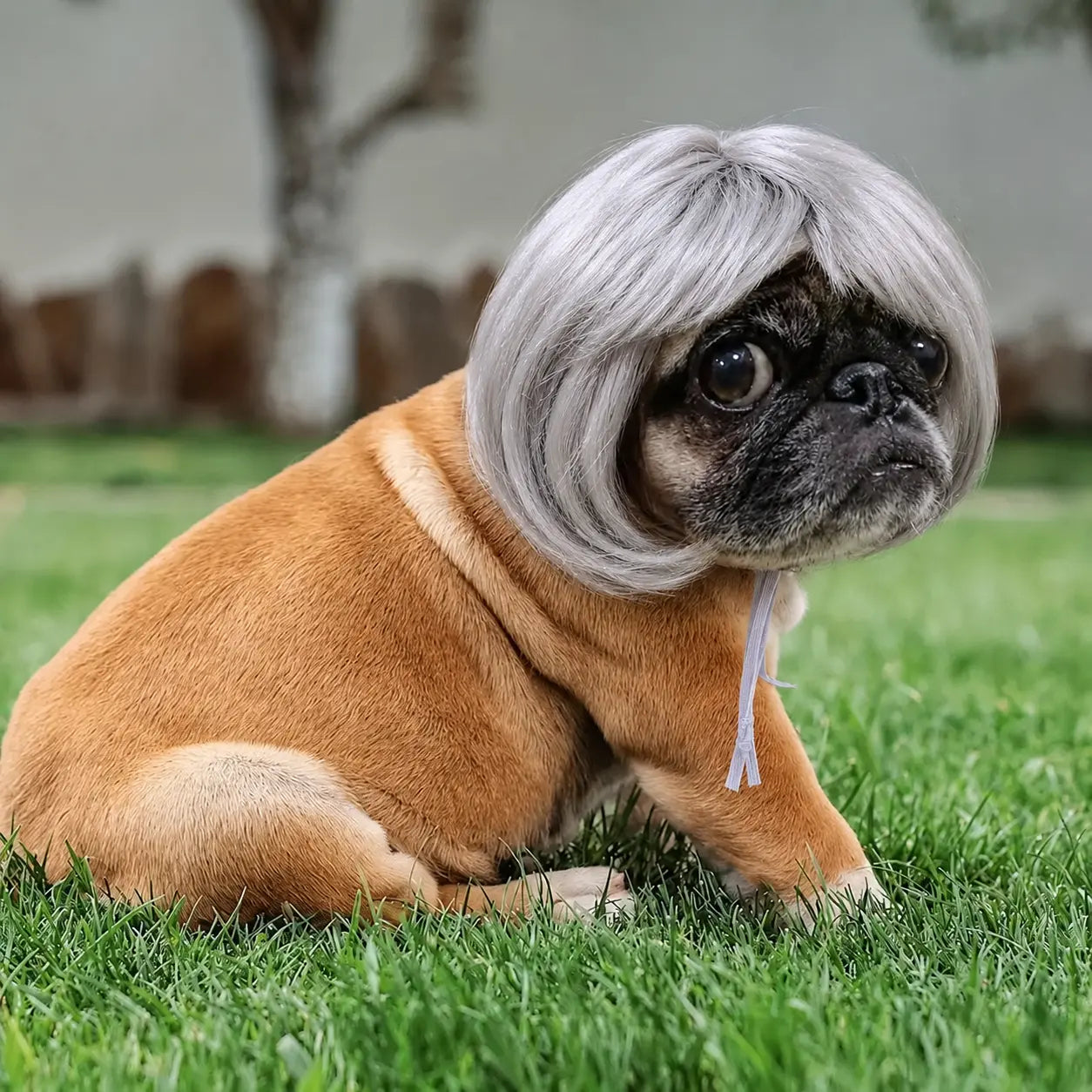 🎃HALLOWEEN SALE: SHORT HAIR WIG PET HEADBAND — FUNNY ACCESSORY FOR DOGS &amp; CATS!🎃