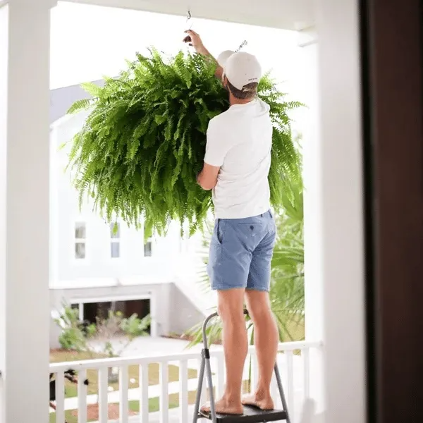 💛Glowing Boston Ferns with Lights – 🌿 Zero Watering, Zero Maintenance