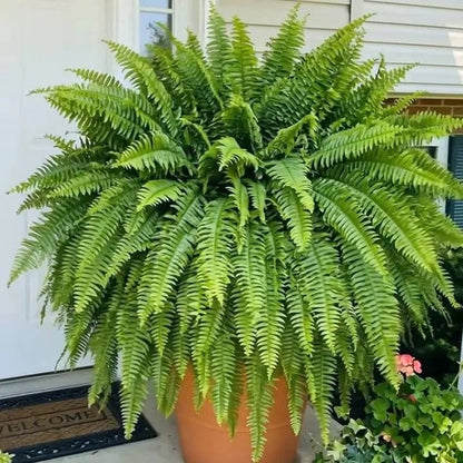 💛Glowing Boston Ferns with Lights – 🌿 Zero Watering, Zero Maintenance