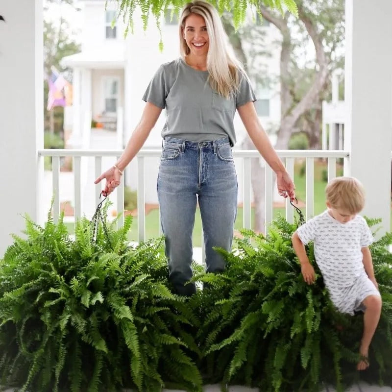 💛Glowing Boston Ferns with Lights – 🌿 Zero Watering, Zero Maintenance