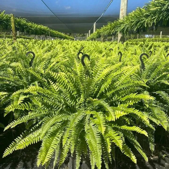 💛Glowing Boston Ferns with Lights – 🌿 Zero Watering, Zero Maintenance